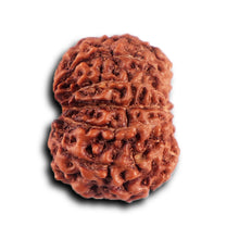 Load image into Gallery viewer, 12 Mukhi Indonesian Rudraksha - Bead No. 299