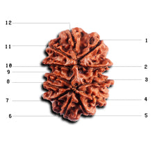 Load image into Gallery viewer, 12 Mukhi Nepalese Rudraksha - Bead No 359