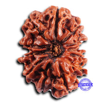 Load image into Gallery viewer, 12 Mukhi Nepalese Rudraksha - Bead No 359