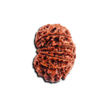 Load image into Gallery viewer, 12 Mukhi Nepalese Rudraksha - Bead No 359