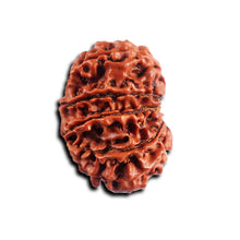 Load image into Gallery viewer, 12 Mukhi Nepalese Rudraksha - Bead No 359