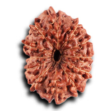 Load image into Gallery viewer, 12 Mukhi Indonesian Rudraksha - Bead No.295