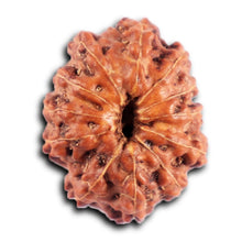 Load image into Gallery viewer, 12 Mukhi Indonesian Rudraksha - Bead No. 296