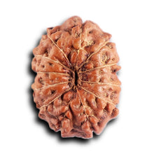 Load image into Gallery viewer, 12 Mukhi Indonesian Rudraksha - Bead No. 297