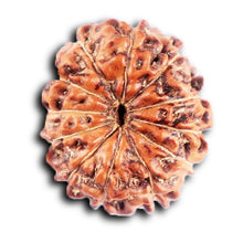 Load image into Gallery viewer, 12 Mukhi Indonesian Rudraksha - Bead No. 306