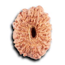 Load image into Gallery viewer, 12 Mukhi Indonesian Rudraksha - Bead No. 307