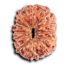 Load image into Gallery viewer, 12 Mukhi Indonesian Rudraksha - Bead No. 308