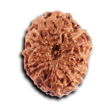 Load image into Gallery viewer, 12 Mukhi Indonesian Rudraksha - Bead No. 310