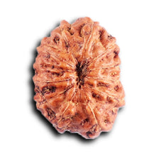 Load image into Gallery viewer, 12 Mukhi Indonesian Rudraksha - Bead No. 311