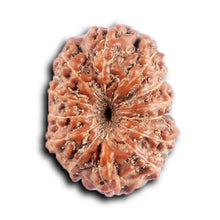 Load image into Gallery viewer, 12 Mukhi Indonesian Rudraksha - Bead No. 312