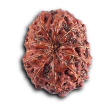 Load image into Gallery viewer, 12 Mukhi Indonesian Rudraksha - Bead No. 314