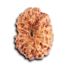 Load image into Gallery viewer, 12 Mukhi Indonesian Rudraksha - Bead No. 317
