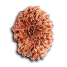 Load image into Gallery viewer, 12 Mukhi Indonesian Rudraksha - Bead No. 320