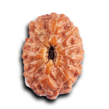 Load image into Gallery viewer, 12 Mukhi Indonesian Rudraksha - Bead No. 324