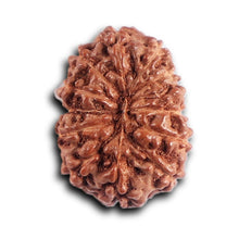 Load image into Gallery viewer, 12 Mukhi Indonesian Rudraksha - Bead No. 325