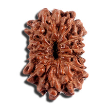 Load image into Gallery viewer, 12 Mukhi Indonesian Rudraksha - Bead No. 330