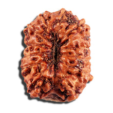 Load image into Gallery viewer, 12 Mukhi Indonesian Rudraksha - Bead No. 335