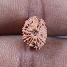 Load image into Gallery viewer, 12 Mukhi Indonesian Rudraksha - Bead No. 342