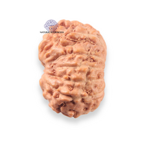 Load image into Gallery viewer, 12 Mukhi Indonesian Rudraksha - Bead No. 342
