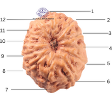 Load image into Gallery viewer, 12 Mukhi Indonesian Rudraksha - Bead No. 343