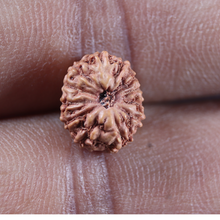 Load image into Gallery viewer, 12 Mukhi Indonesian Rudraksha - Bead No. 343