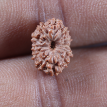 Load image into Gallery viewer, 12 Mukhi Indonesian Rudraksha - Bead No. 346