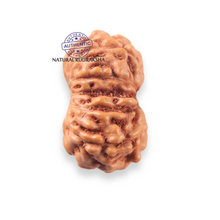 Load image into Gallery viewer, 12 Mukhi Indonesian Rudraksha - Bead No. 347