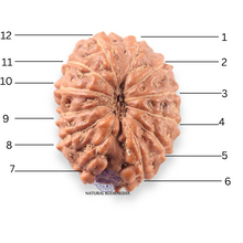 Load image into Gallery viewer, 12 Mukhi Indonesian Rudraksha - Bead No. 344