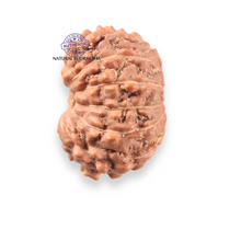 Load image into Gallery viewer, 12 Mukhi Indonesian Rudraksha - Bead No. 344