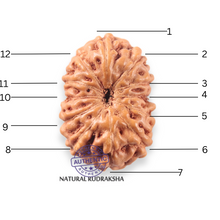 Load image into Gallery viewer, 12 Mukhi Indonesian Rudraksha - Bead No. 347