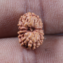 Load image into Gallery viewer, 12 Mukhi Indonesian Rudraksha - Bead No. 347