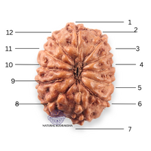 Load image into Gallery viewer, 12 Mukhi Indonesian Rudraksha - Bead No. 348
