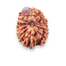 Load image into Gallery viewer, 12 Mukhi Indonesian Rudraksha - Bead No. 348