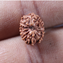 Load image into Gallery viewer, 12 Mukhi Indonesian Rudraksha - Bead No. 348