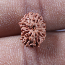 Load image into Gallery viewer, 12 Mukhi Indonesian Rudraksha - Bead No. 350