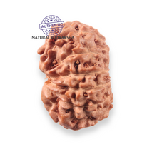 Load image into Gallery viewer, 12 Mukhi Indonesian Rudraksha - Bead No. 350
