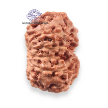 Load image into Gallery viewer, 12 Mukhi Indonesian Rudraksha - Bead No. 350