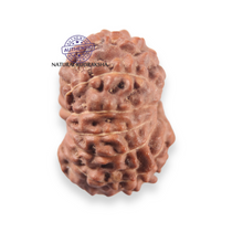 Load image into Gallery viewer, 12 Mukhi Indonesian Rudraksha - Bead No. 353