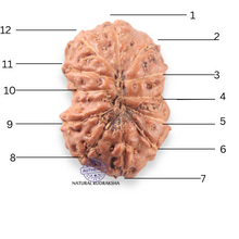 Load image into Gallery viewer, 12 Mukhi Indonesian Rudraksha - Bead No. 356