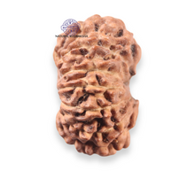 Load image into Gallery viewer, 12 Mukhi Indonesian Rudraksha - Bead No.358