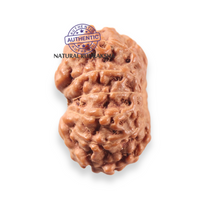 Load image into Gallery viewer, 12 Mukhi Indonesian Rudraksha - Bead No. 360