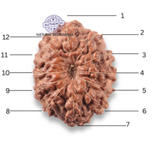 Load image into Gallery viewer, 12 Mukhi Indonesian Rudraksha - Bead No. 361