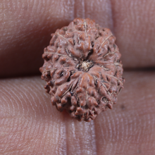Load image into Gallery viewer, 12 Mukhi Indonesian Rudraksha - Bead No. 361