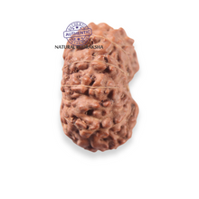Load image into Gallery viewer, 12 Mukhi Indonesian Rudraksha - Bead No. 361
