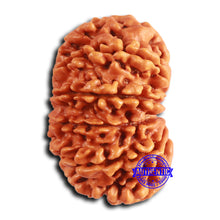 Load image into Gallery viewer, 12 Mukhi Nepalese Rudraksha - Bead No 342
