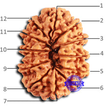 Load image into Gallery viewer, 12 Mukhi Nepalese Rudraksha - Bead No. 343