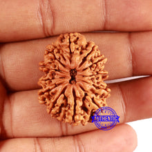 Load image into Gallery viewer, 12 Mukhi Nepalese Rudraksha - Bead No. 343