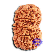 Load image into Gallery viewer, 12 Mukhi Nepalese Rudraksha - Bead No. 343