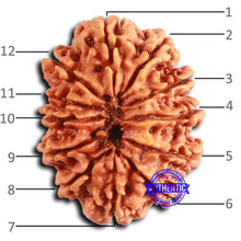 Load image into Gallery viewer, 12 Mukhi Nepalese Rudraksha - Bead No. 344