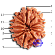Load image into Gallery viewer, 12 Mukhi Nepalese Rudraksha - Bead No 345